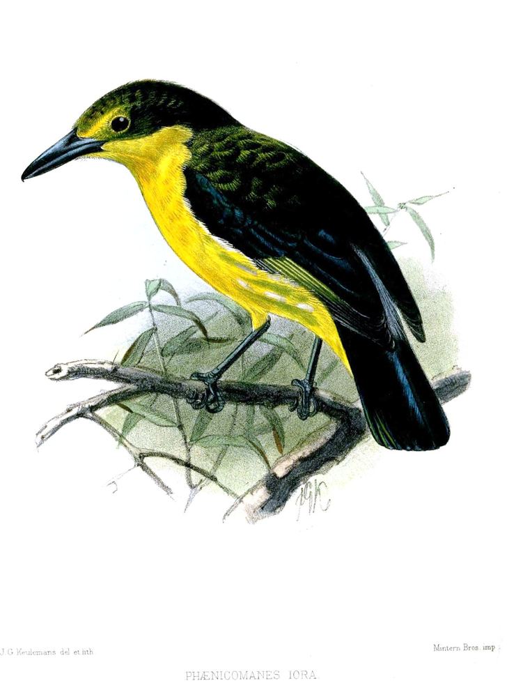 Great Iora