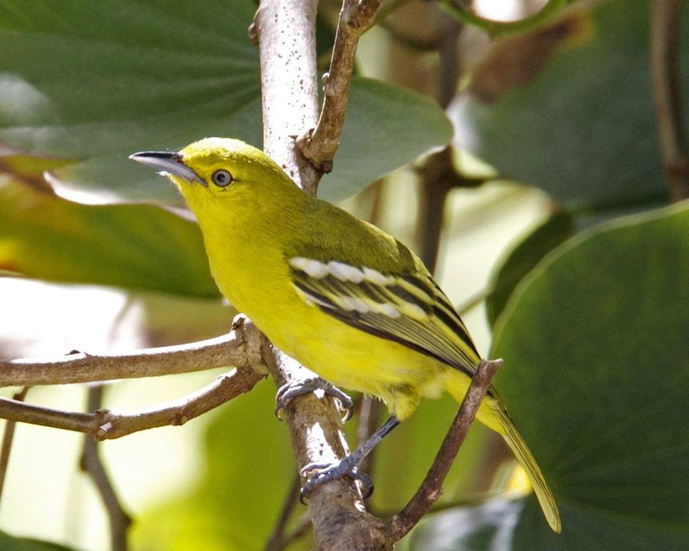 Common Iora