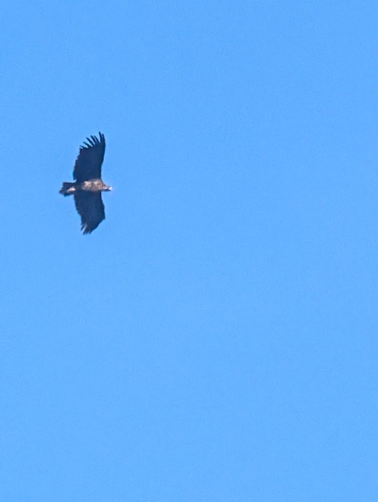 Cinereous Vulture