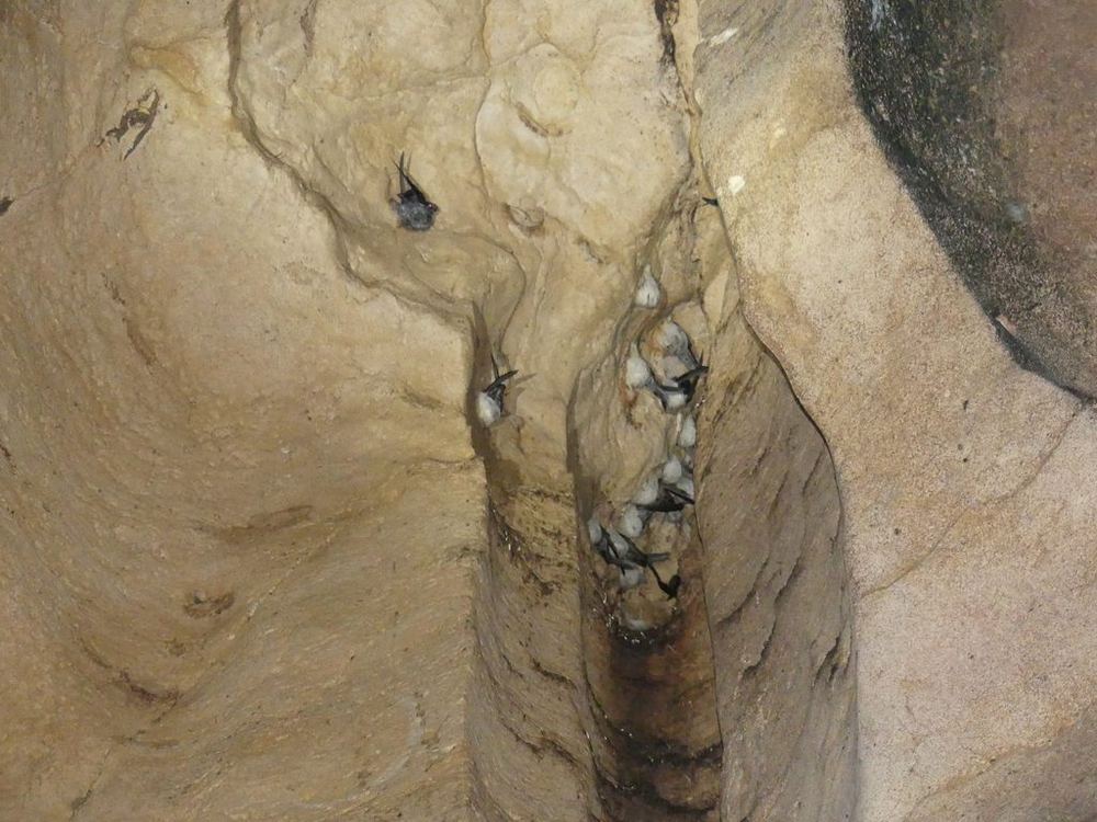 White-Nest Swiftlet