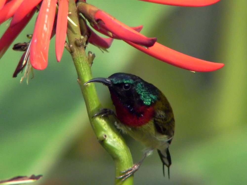 Fork-tailed Sunbird