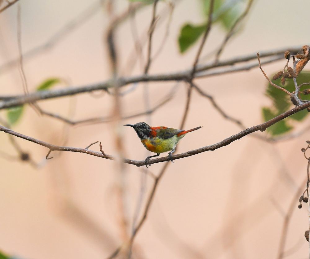 Fire-tailed Sunbird