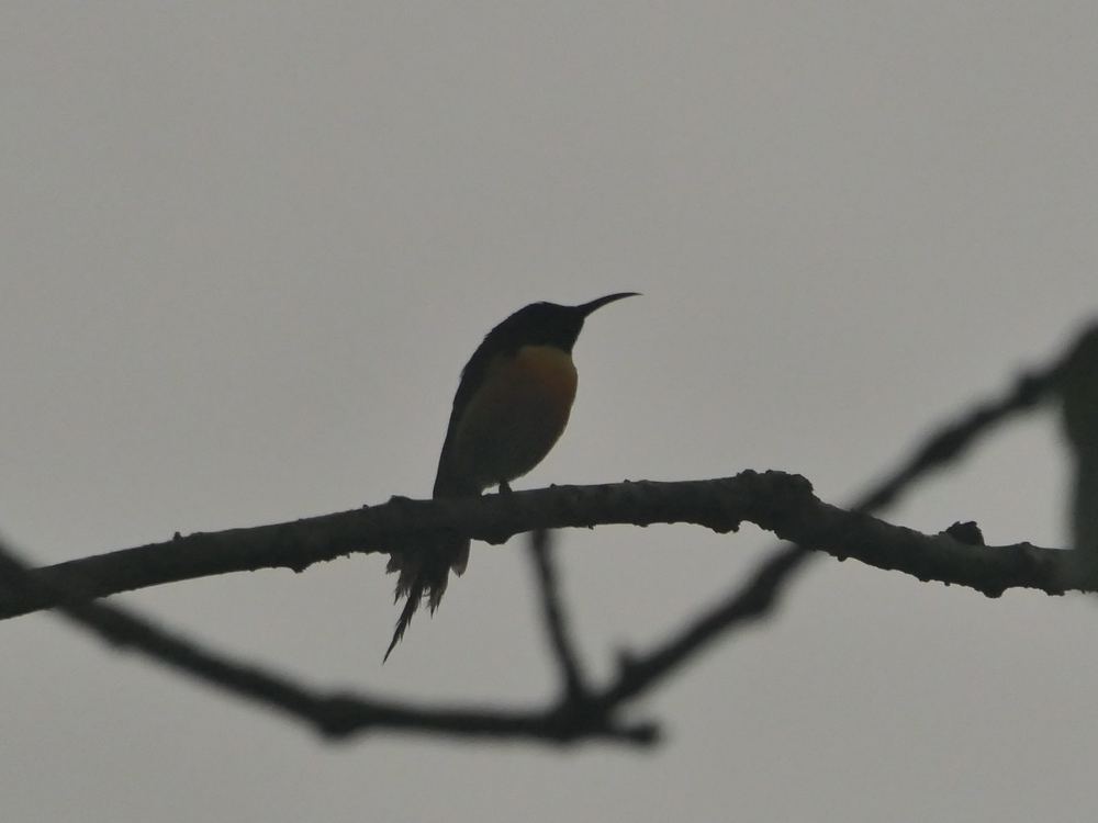 Green-tailed Sunbird