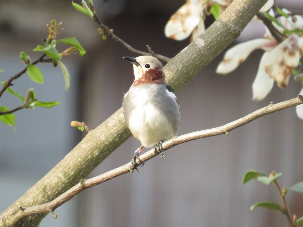 Chestnut-cheeked Starling