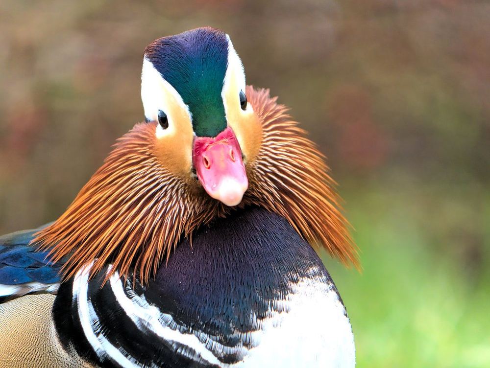Mandarin Duck