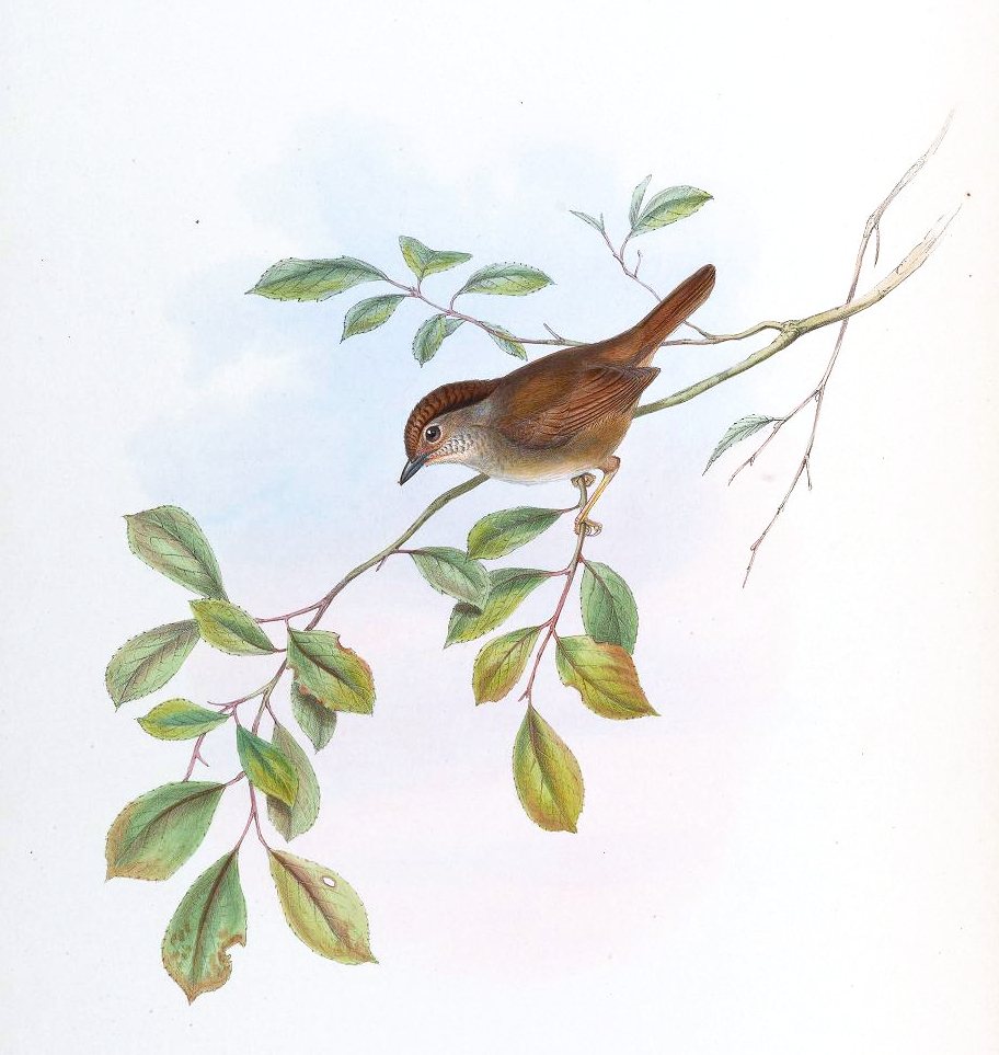Dusky Fulvetta