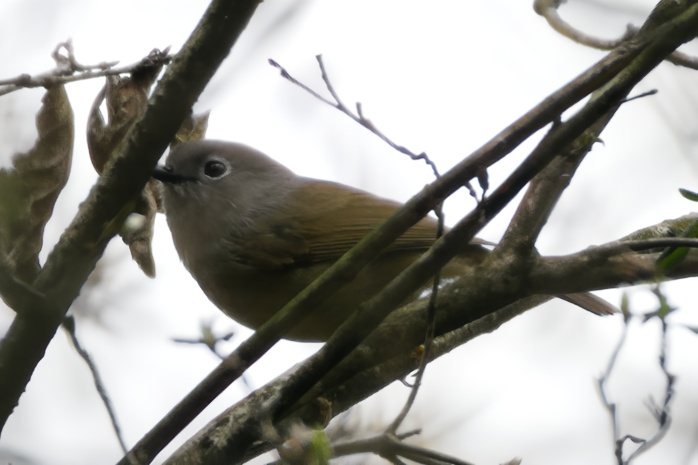 David's Fulvetta