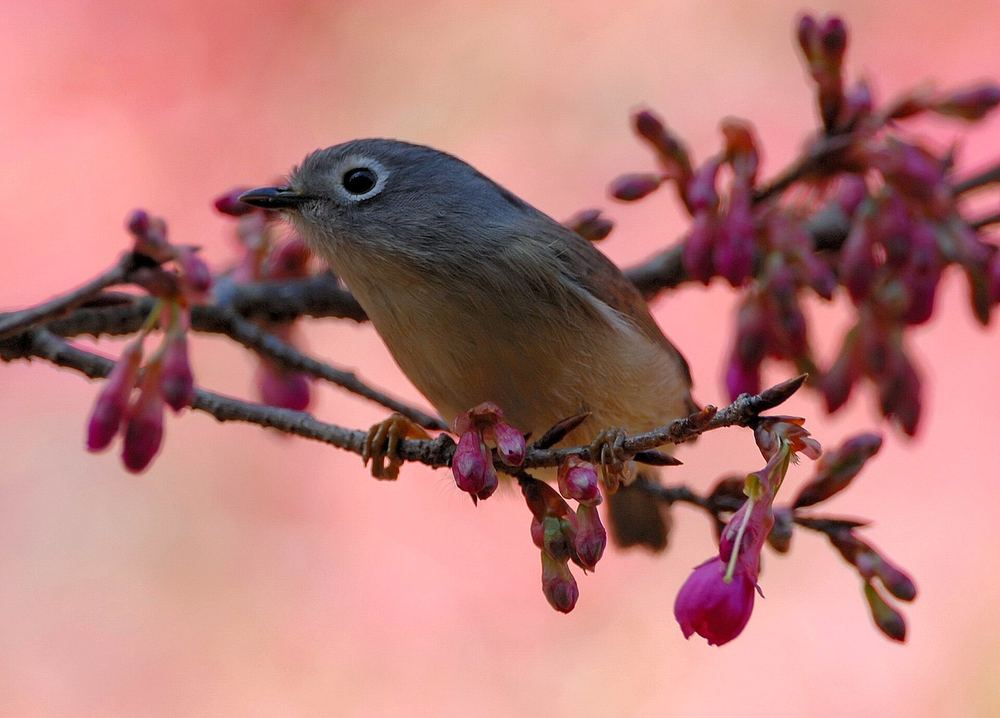 Grey-cheeked Fulvetta