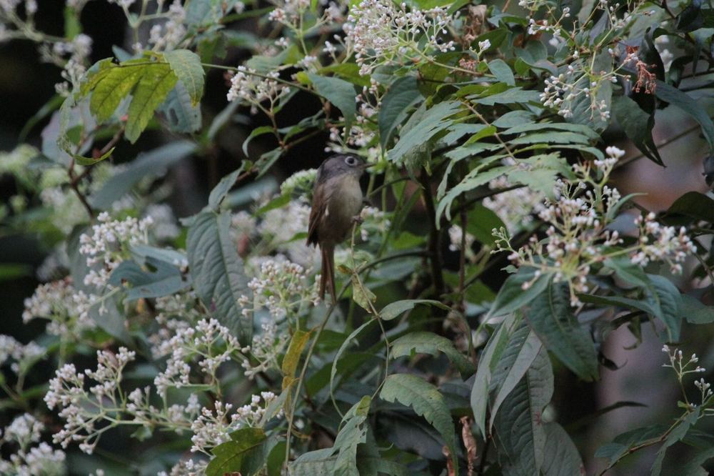 Nepal Fulvetta