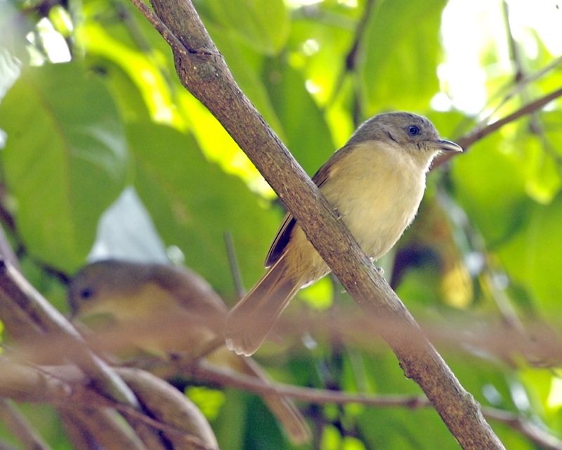 Brown-cheeked Fulvetta