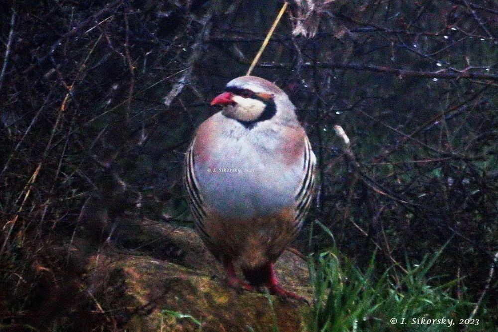 Chukar