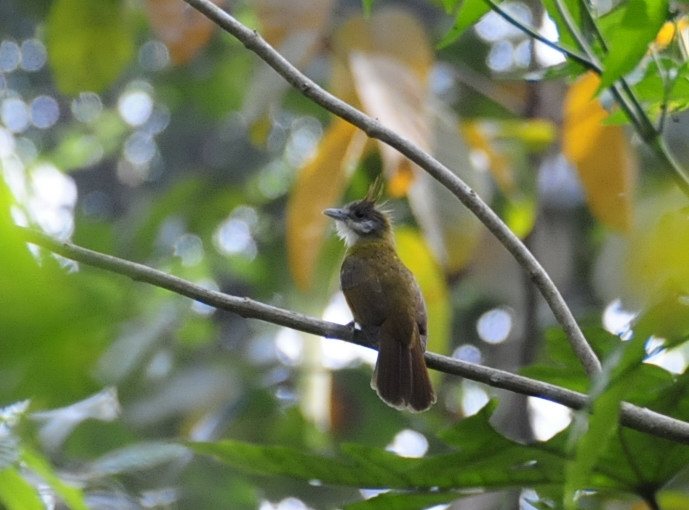 White-throated Bulbul
