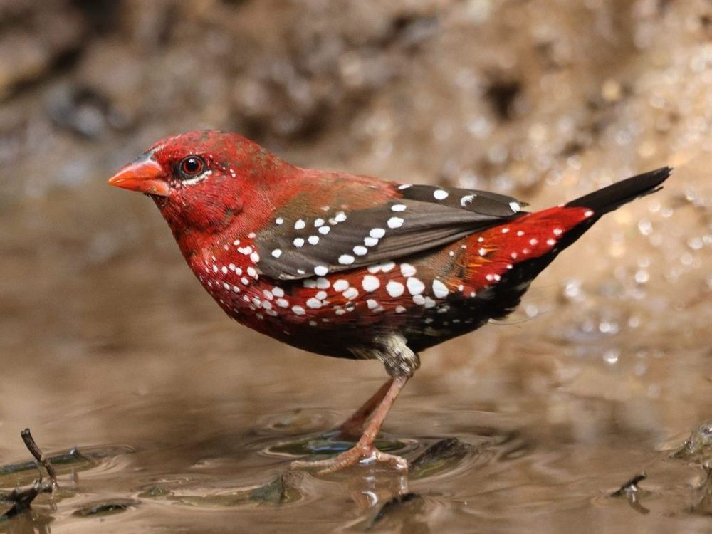 Red Avadavat