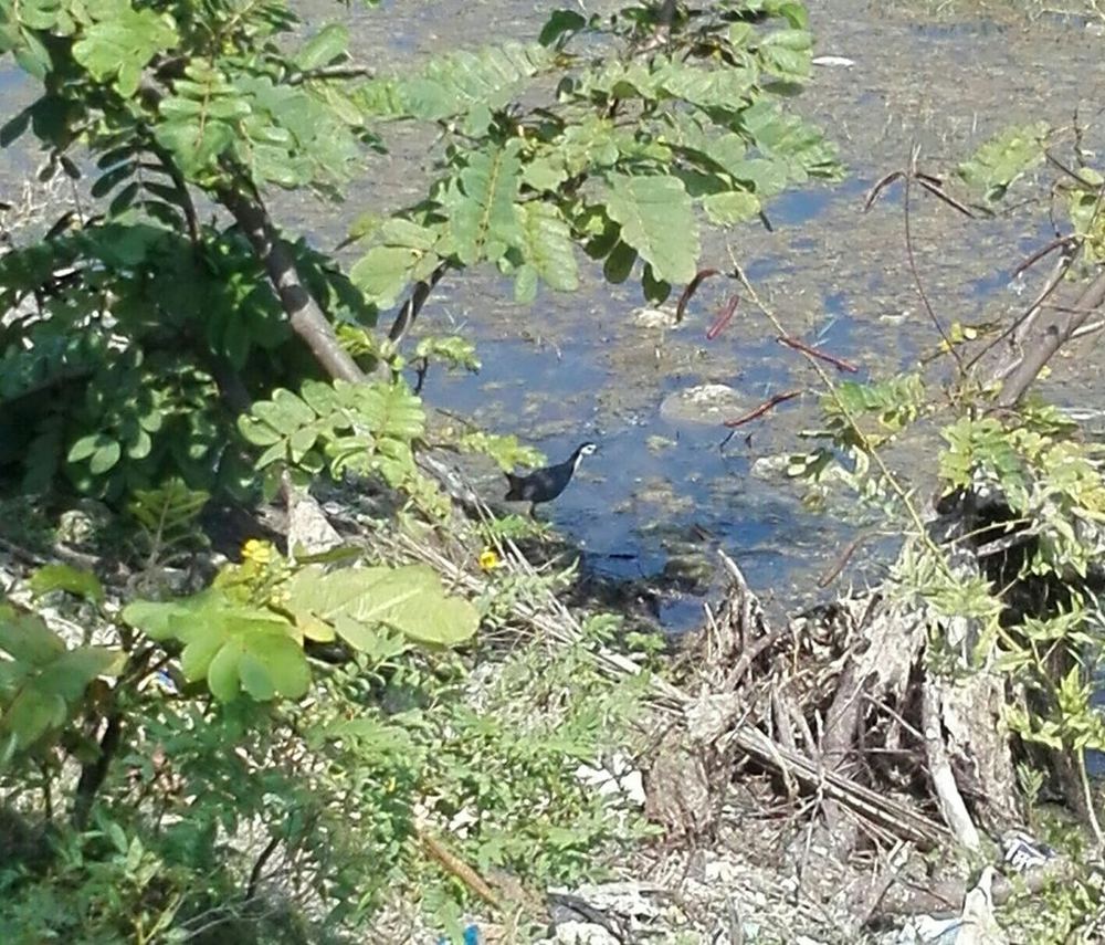 White-breasted Waterhen
