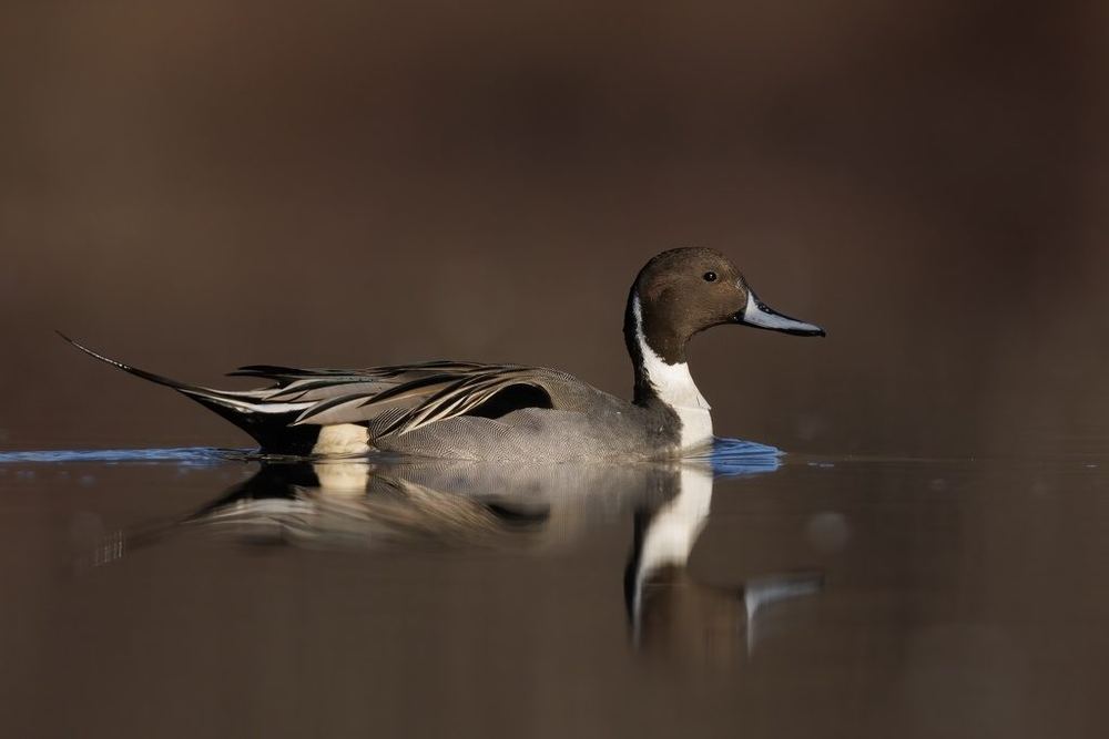 Northern Pintail