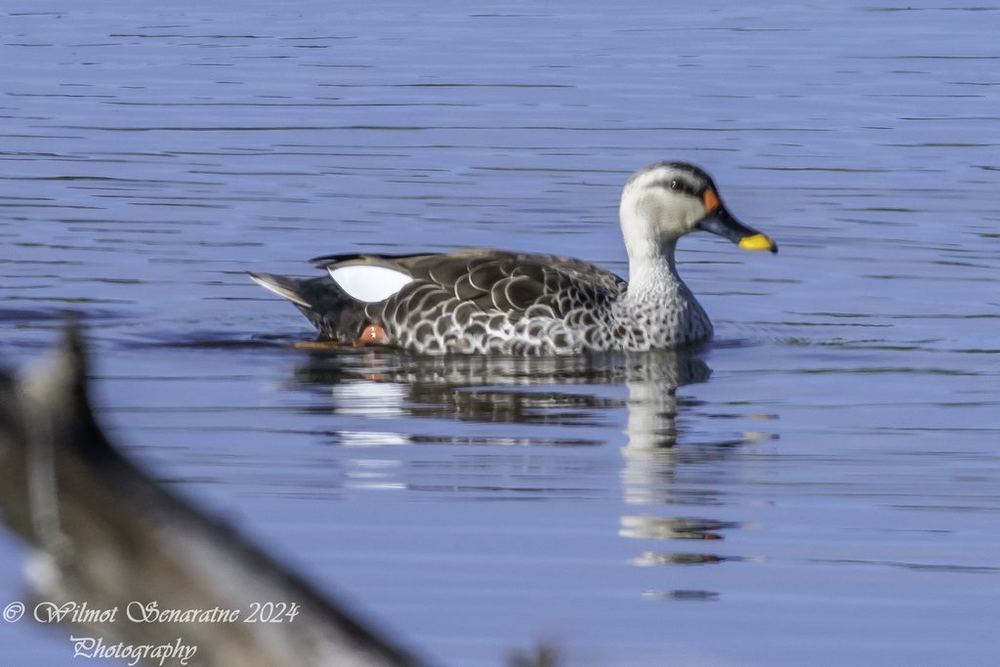 Indian Spot-billed Duck