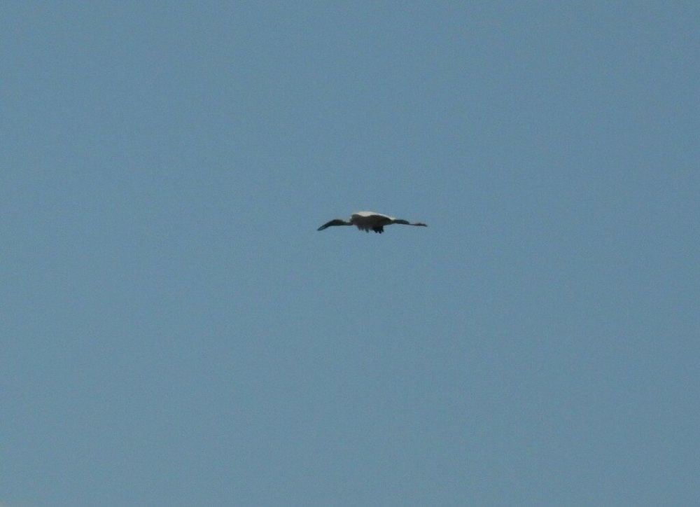 Asian Openbill