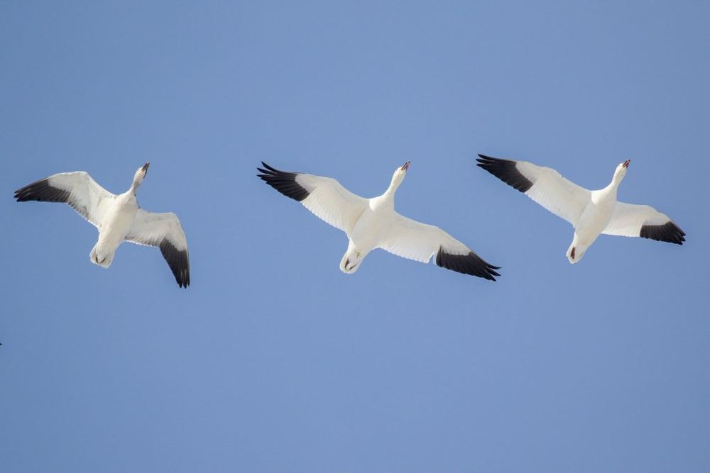 Snow Goose