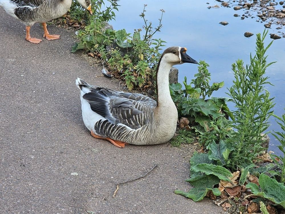 Swan Goose