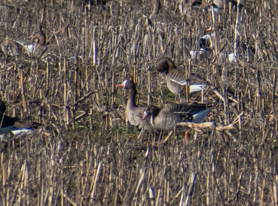 Lesser White-fronted Goose