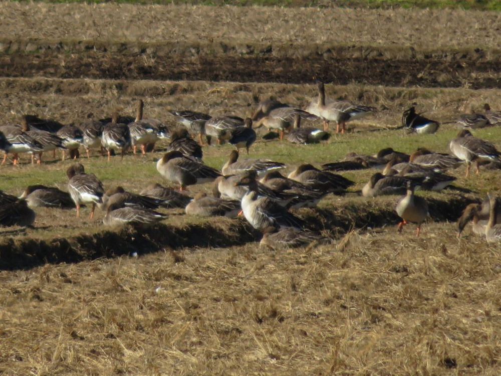 Bean Goose