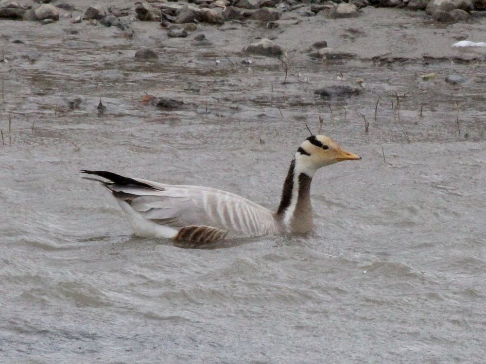 Bar-headed Goose