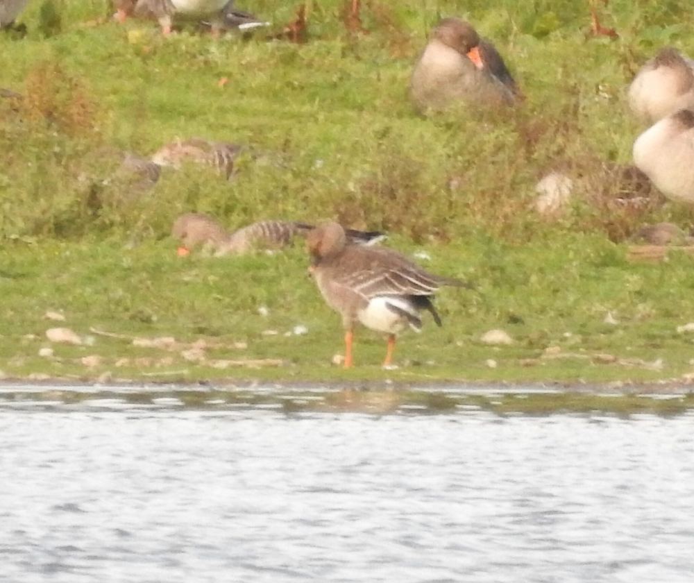 Tundra Bean Goose