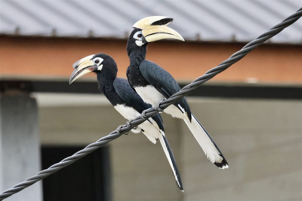 Oriental Pied-Hornbill
