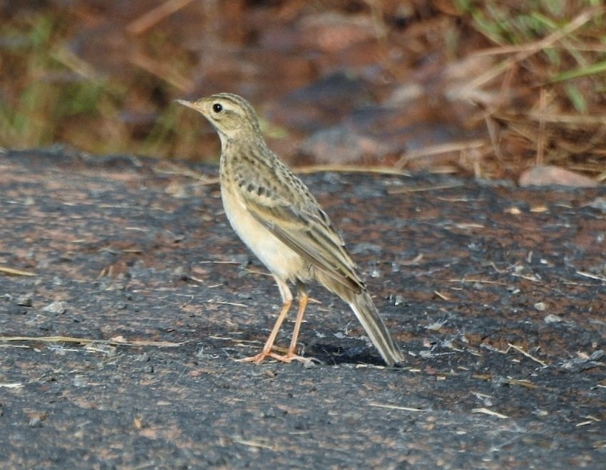 Blyth's Pipit