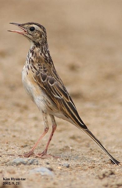 Richard's Pipit