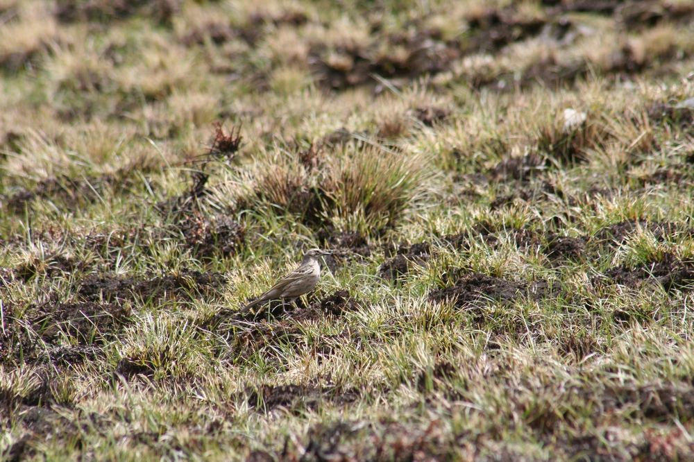 Rosy Pipit