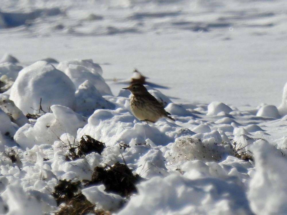 American Pipit