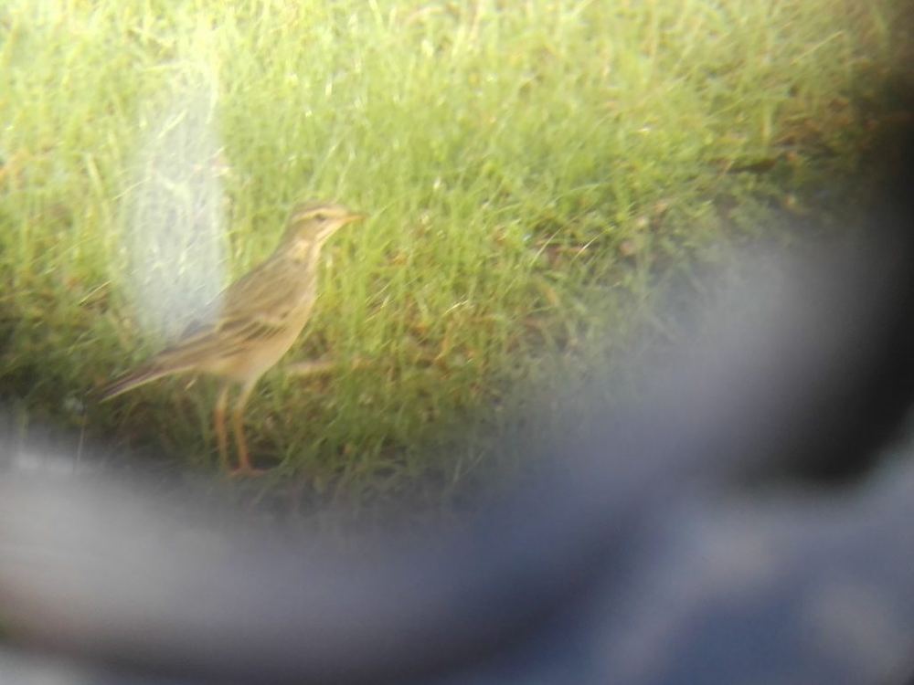 Paddyfield Pipit