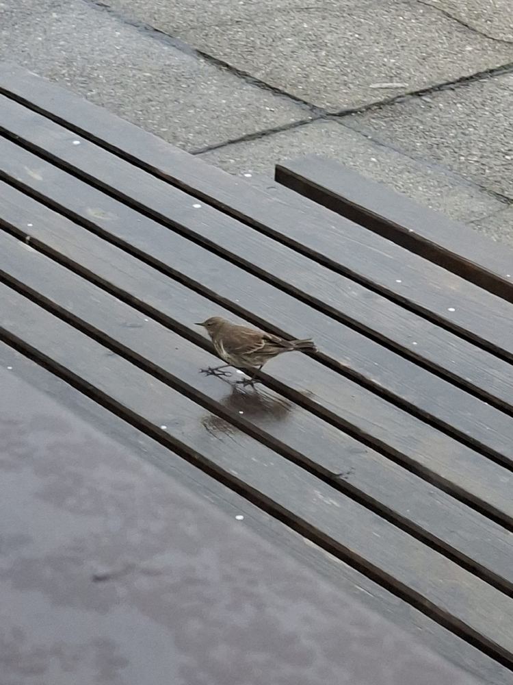 Water Pipit