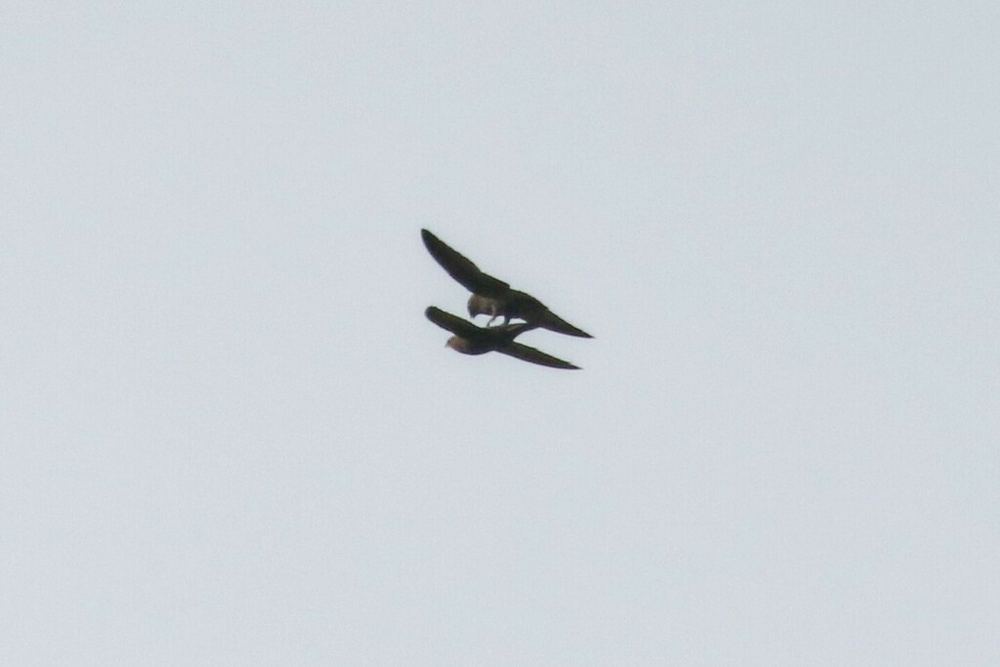 Common Swift