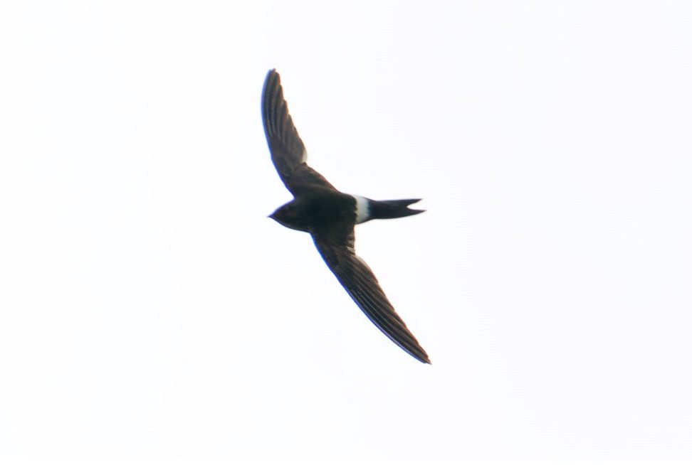 Salim Ali's Swift