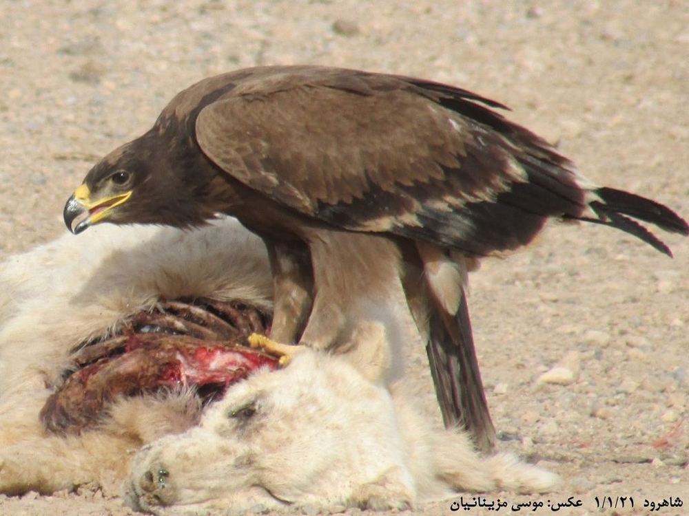 Steppe Eagle
