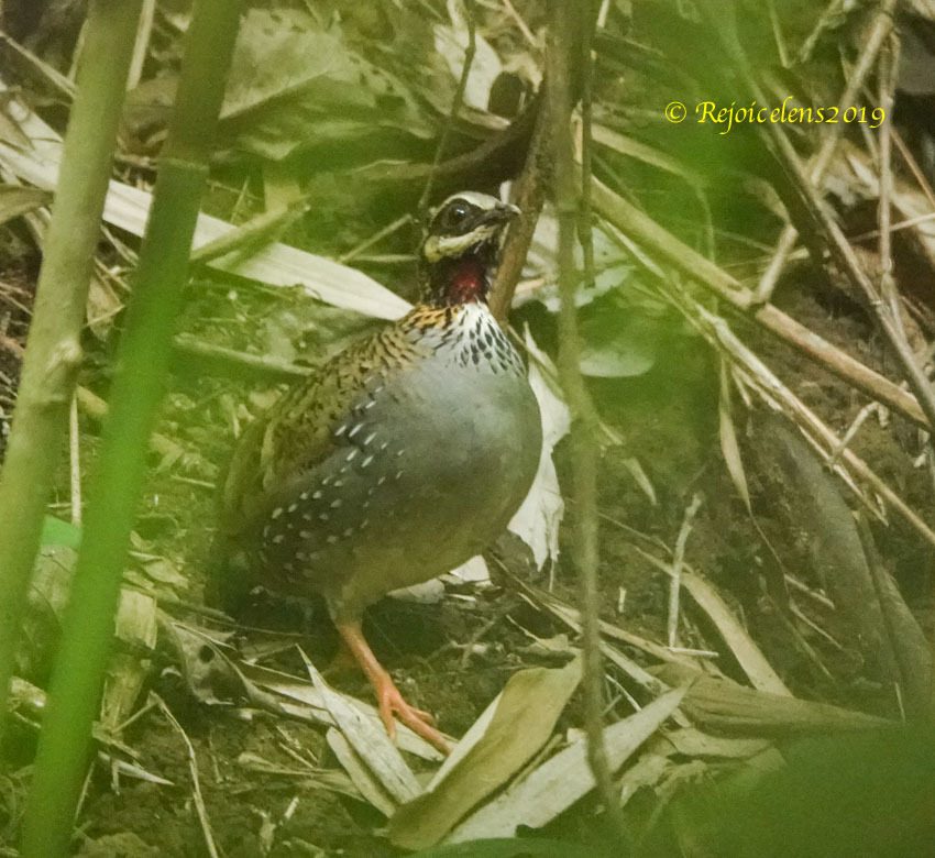 White-cheeked Partridge
