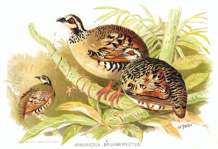 Arborophila brunneopectus