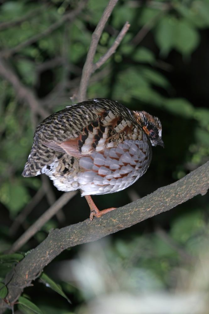 Arborophila rufipectus