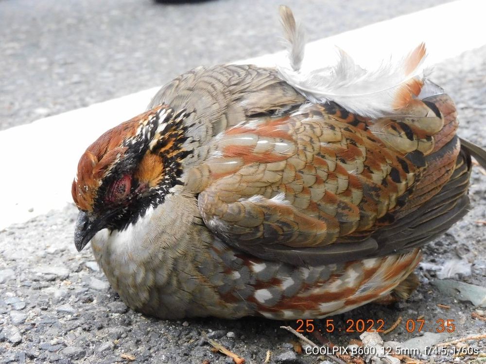 Hill Partridge