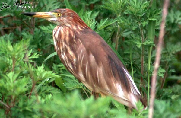 Chinese Pond-Heron