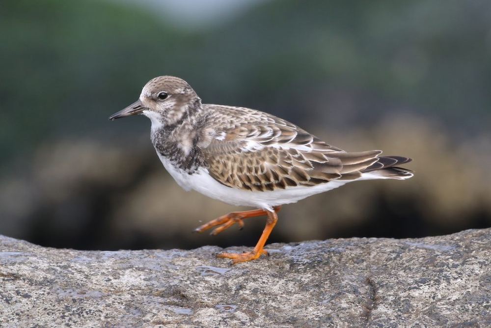Ruddy Turnstone