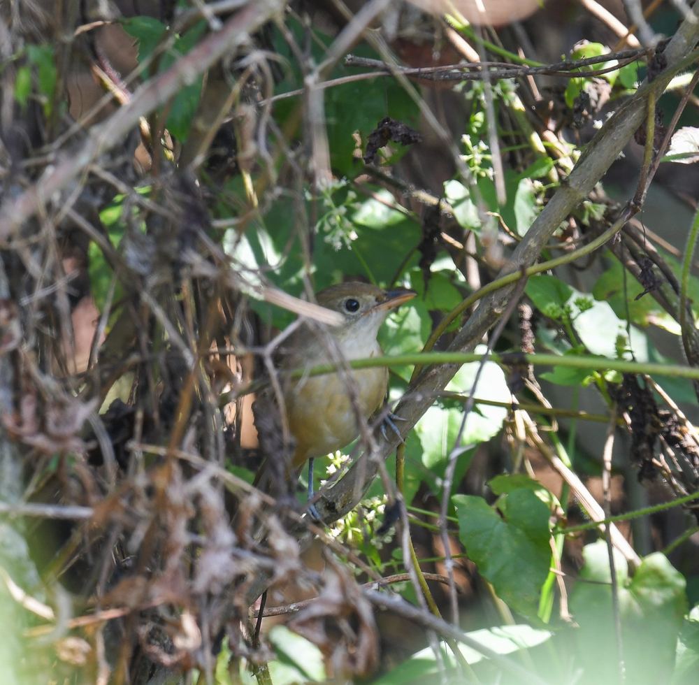 Thick-billed Warbler