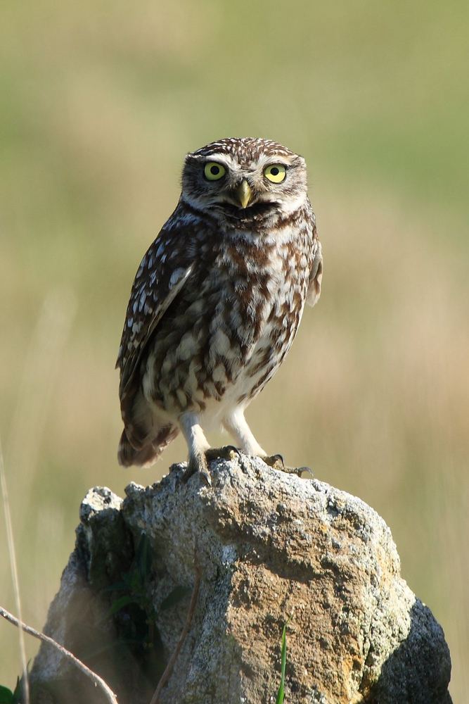 Little Owl