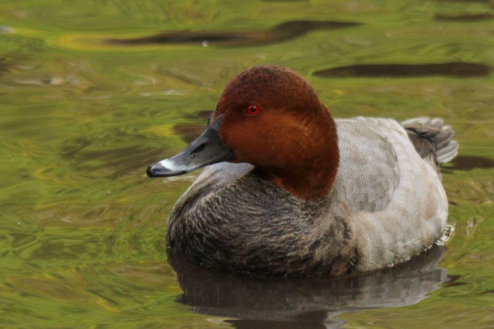 Common Pochard