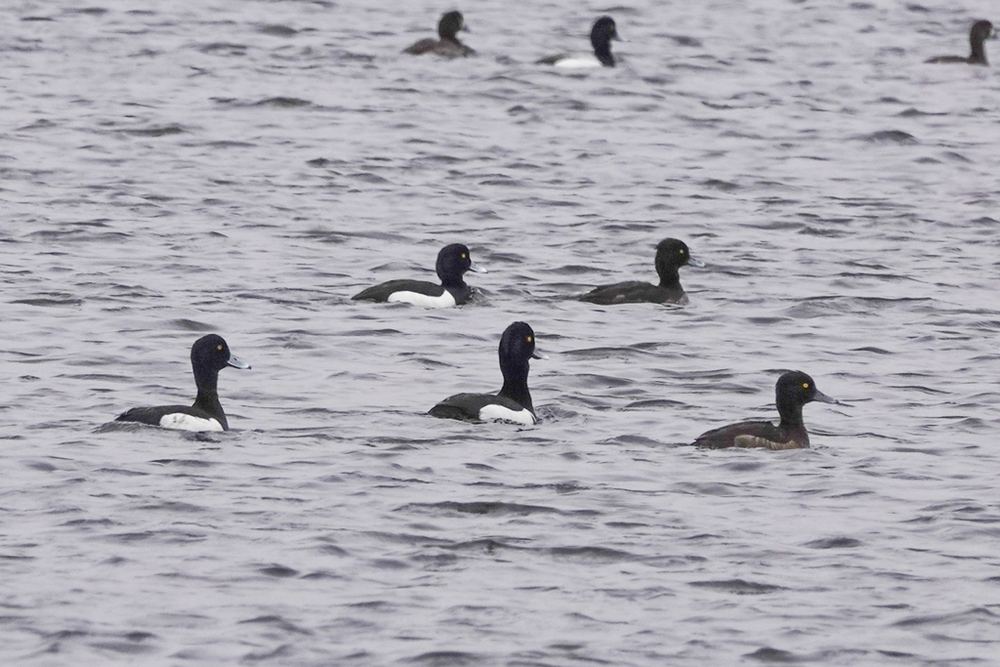 Tufted Duck