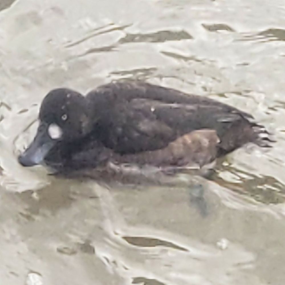 Greater Scaup