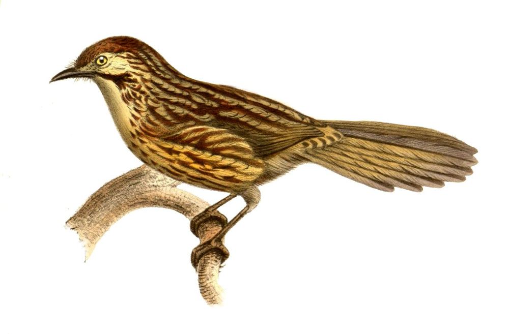 Babax lanceolatus