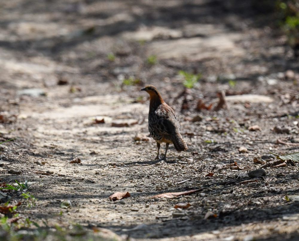 Mountain Bamboo Partridge